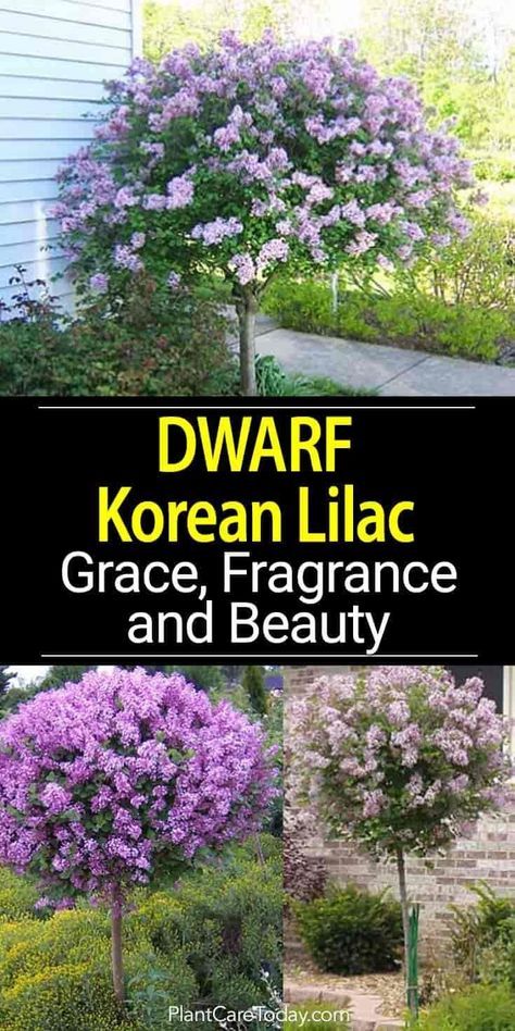 Korean Lilac, Patio Trees, Lilac Bushes, Border Plants, Garden Shrubs, Garden Yard Ideas, Front Yard Landscaping Design, Landscaping Plants, Outdoor Landscaping