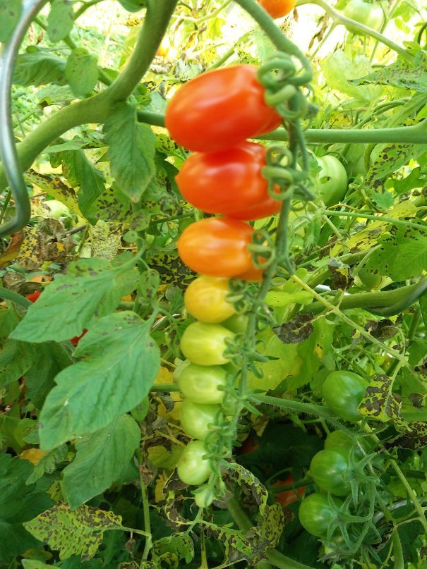 tomatoes and green beans growing on the vine