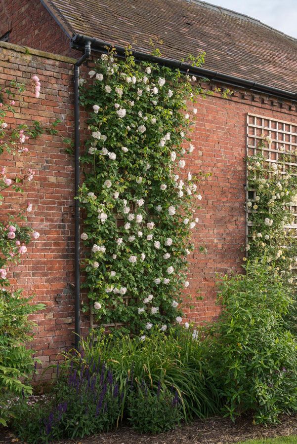 an old brick building with white flowers growing on it