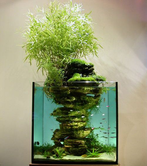 an aquarium with plants and rocks in it