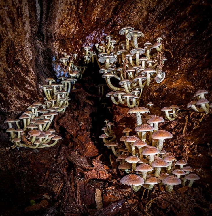 many mushrooms growing on the side of a tree