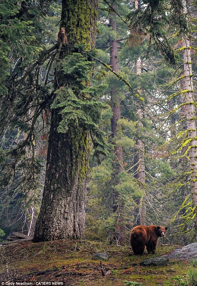 a brown bear walking through a forest filled with trees