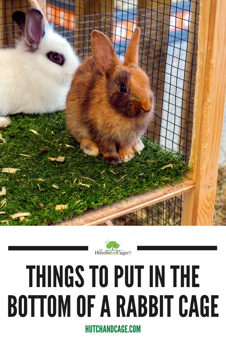 two rabbits in a cage with the words things to put in the bottom of a rabbit cage