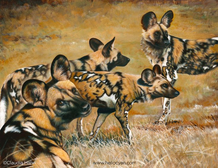 a group of wild dogs standing on top of a grass covered field