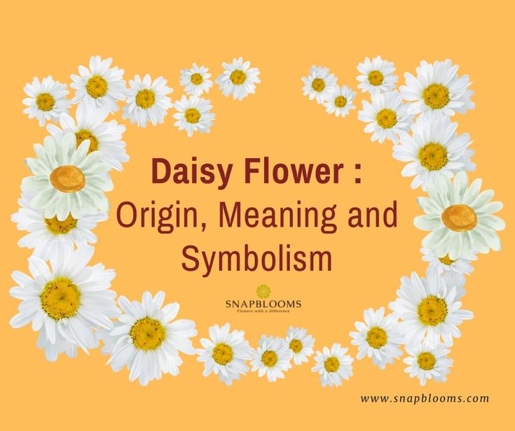 daisy flowers with the words daisy flower origin, meaning and symboism on an orange background