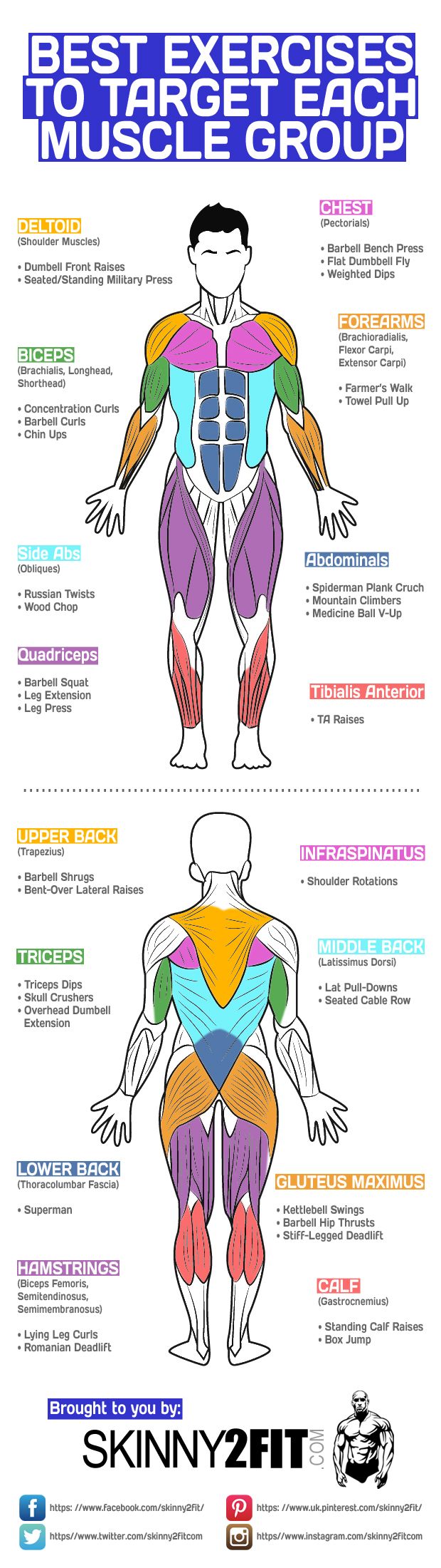 an image of the muscles and their functions in human body diagram with text on white background