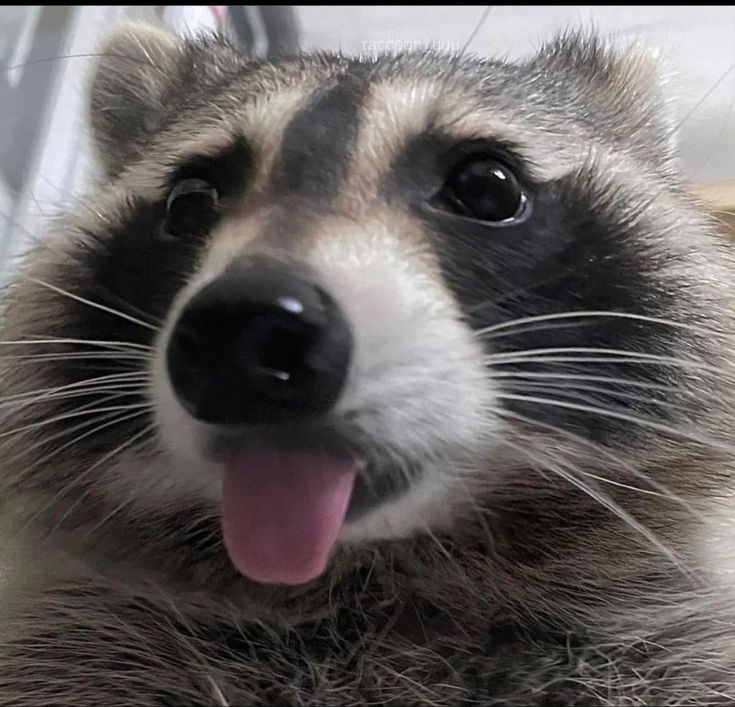 a raccoon is sticking its tongue out