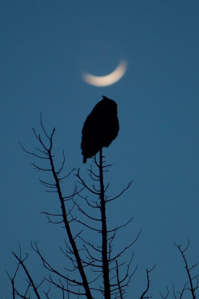 a bird sitting on top of a tree next to the moon