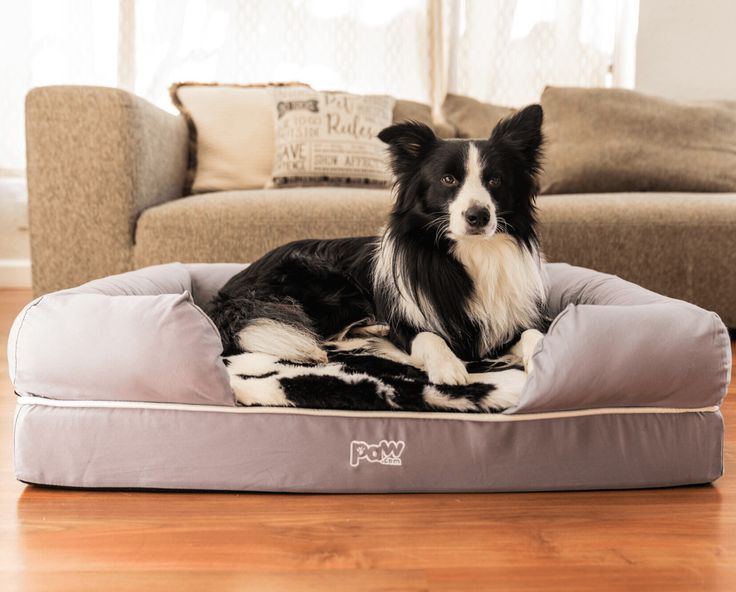 a black and white dog laying on top of a bed in front of a couch