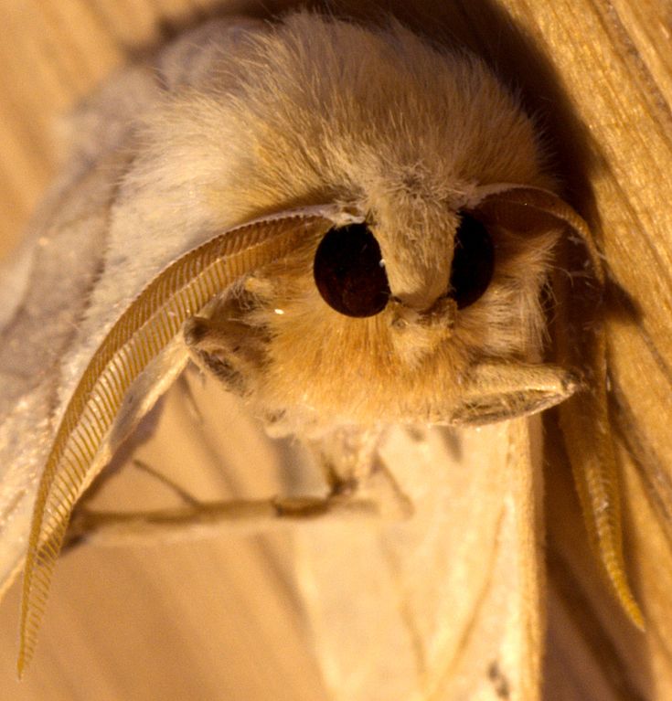 a close up of a bird's eye looking through the side of a piece of wood