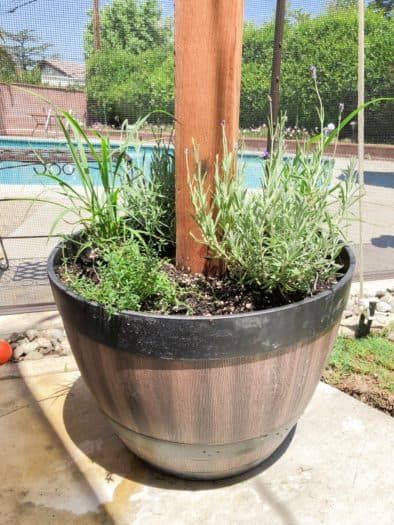 a potted plant sitting on top of a cement slab next to a swimming pool