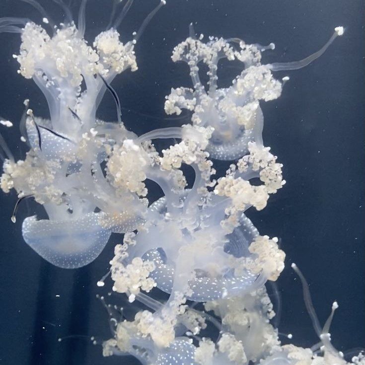 jellyfish swimming in the water with white flowers