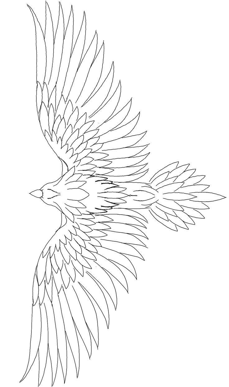 a drawing of a bird flying in the air with its wings spread out and outstretched