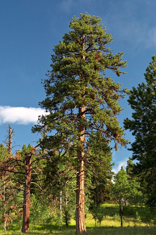 the tall tree is standing alone in the forest