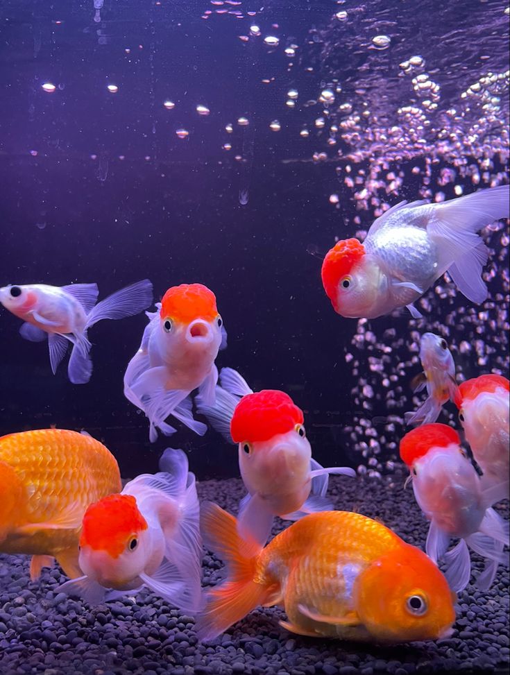 several goldfish swimming in an aquarium with bubbles