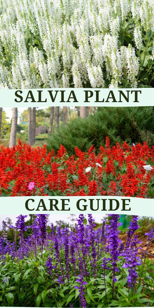 some flowers and plants with the words salvia plant care guide in front of them