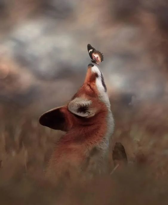 a fox looking up at a butterfly on its head