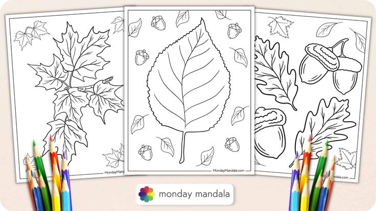 three coloring pages with leaves and acorns on them