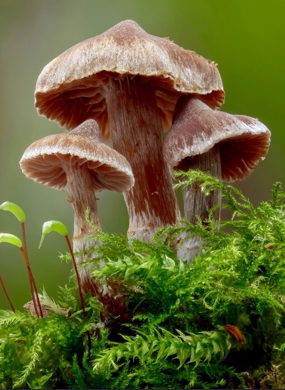 three mushrooms sitting on top of a moss covered forest floor in front of a green background