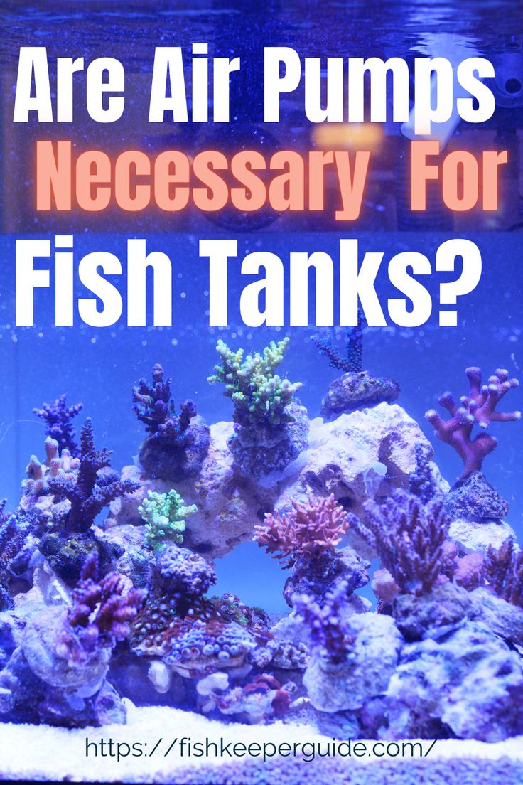 the words are air pumps necessary for fish tanks? in front of an aquarium filled with corals