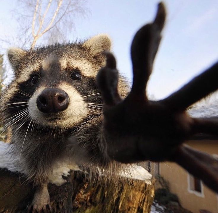 a raccoon reaching up to grab something out of the air with its paws