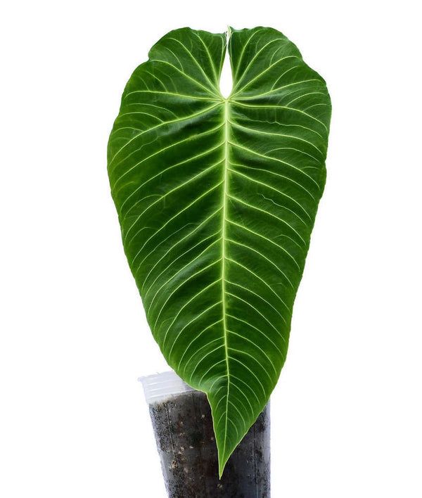 a large green leaf sitting on top of a wooden pole next to a black vase