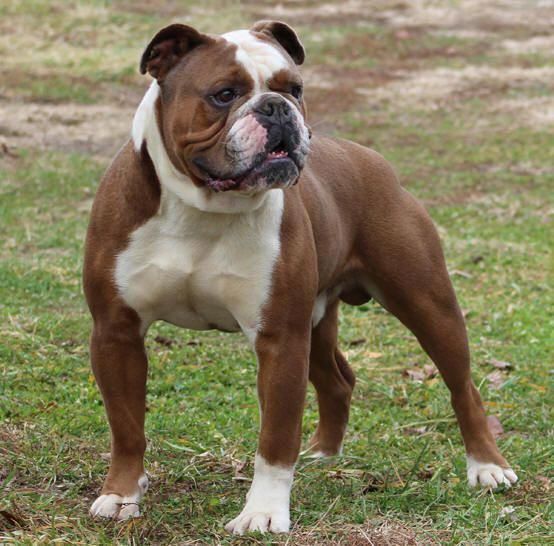 a brown and white dog standing on top of a grass covered field