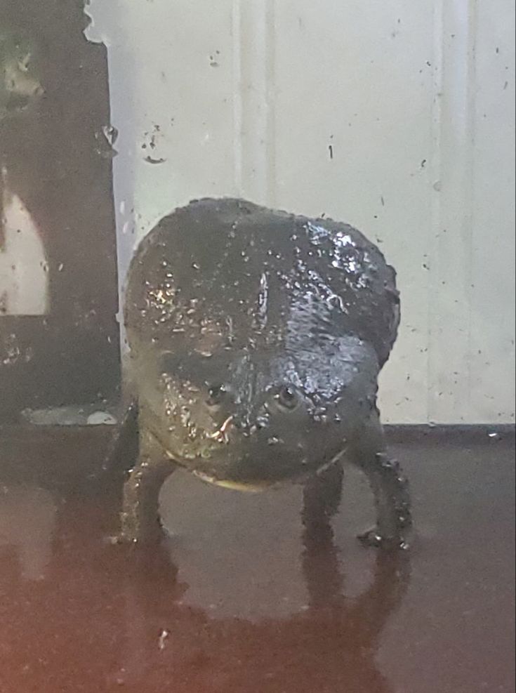 a close up of a small animal on a table next to a mirror and door