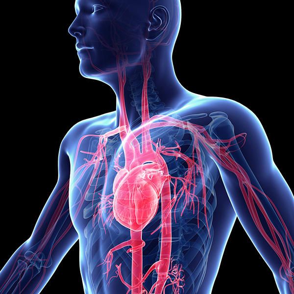 the human heart and blood vessels are highlighted in this computer artwork illustration, which depicts an image of a man's body