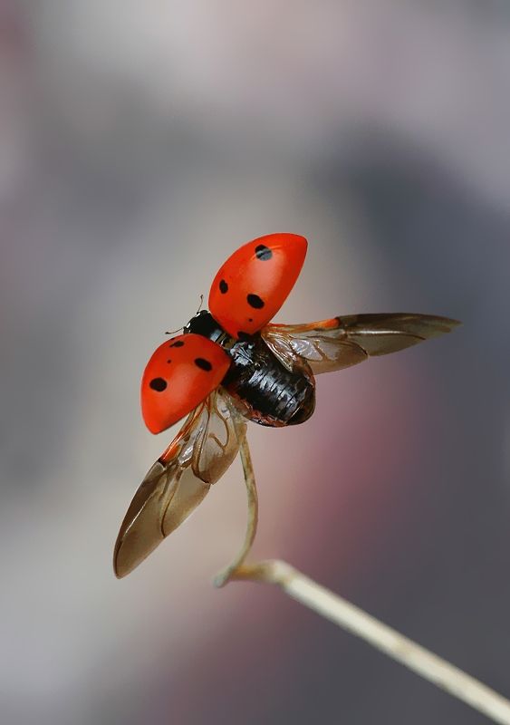 two orange ladybugs sitting on top of each other