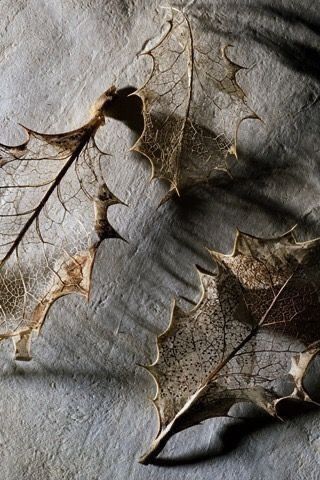 two dried leaves laying on top of a table