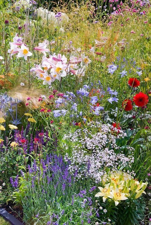 a garden filled with lots of different types of wildflowers and flowers next to each other