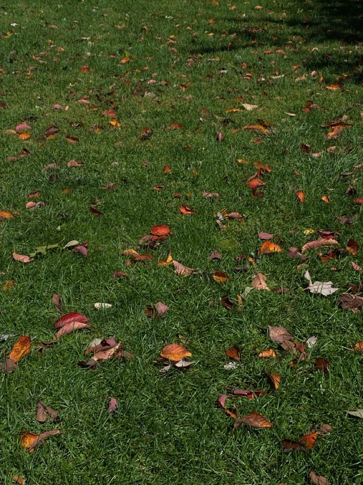 a red fire hydrant sitting on top of a lush green field covered in leaves