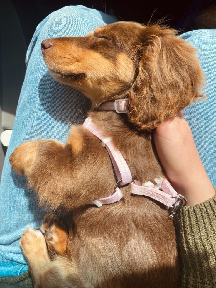 10 Exquisite Dog Breeds With Floppy Ears Weiner Dog Puppies, Daschund Puppies, Dachshund Puppy Miniature, Really Cute Puppies, Dapple Dachshund, Cute Animals Puppies, Very Cute Dogs, Really Cute Dogs