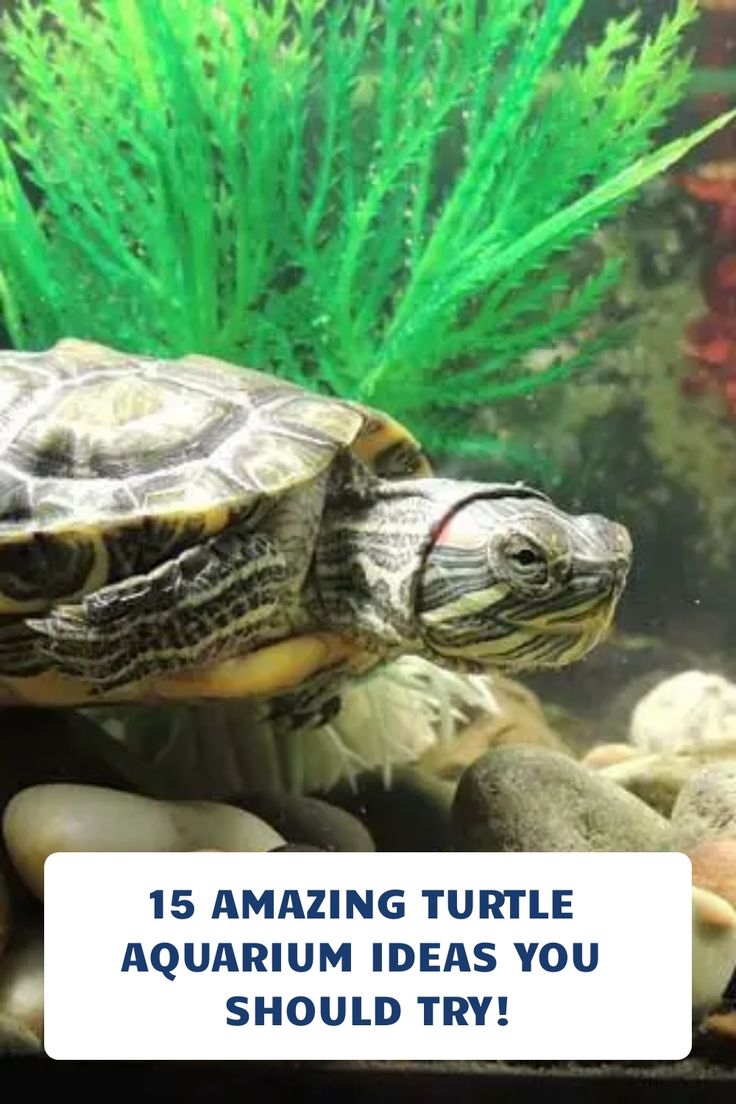 a turtle swimming in an aquarium with the words 15 amazing turtle aquarium ideas you should try