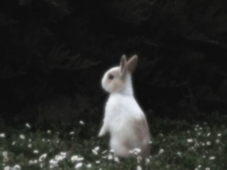 a white rabbit is sitting in the grass