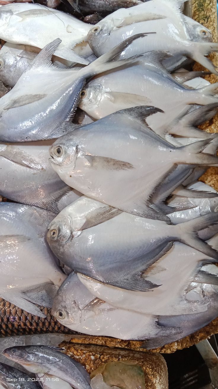 a bunch of fish that are on some kind of tray