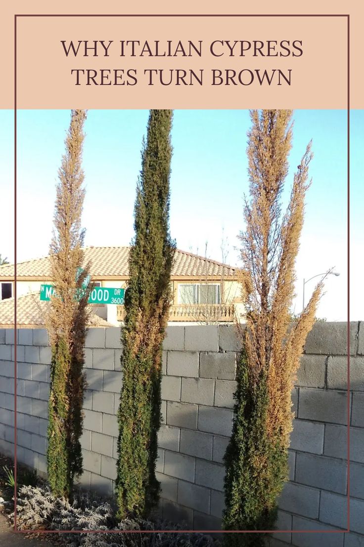 three tall trees in front of a wall with the words, why italian cypress trees turn brown