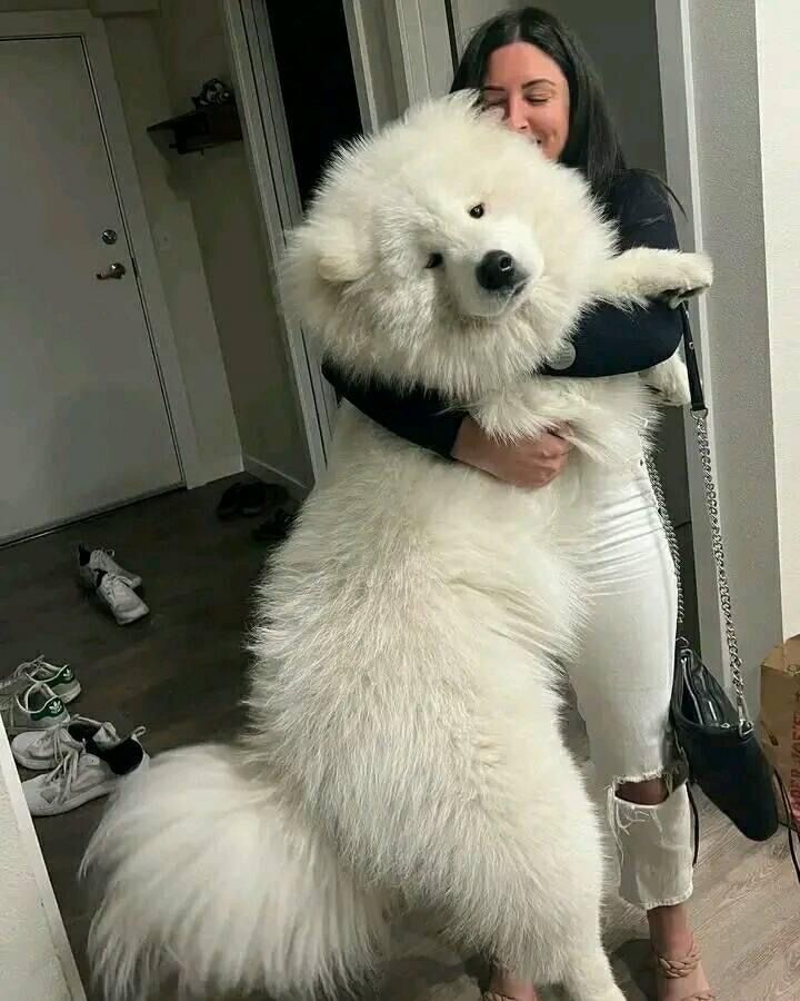 a woman holding a large white dog in her arms