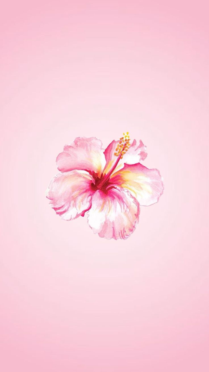 a pink flower on a light pink background