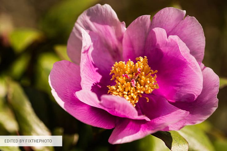 a pink flower with yellow stamen in the center