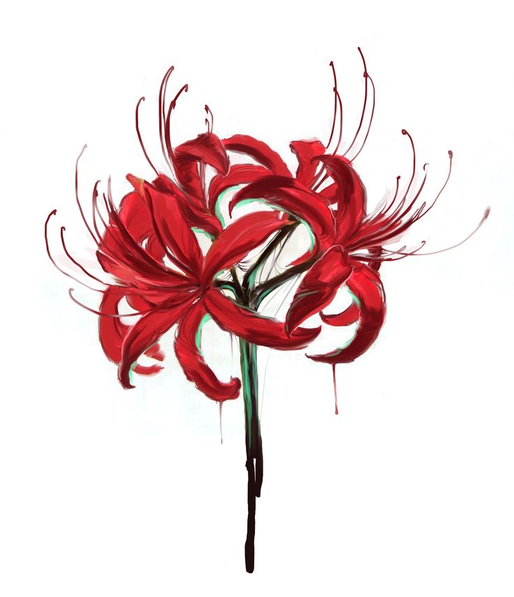 a red flower with long stems on a white background