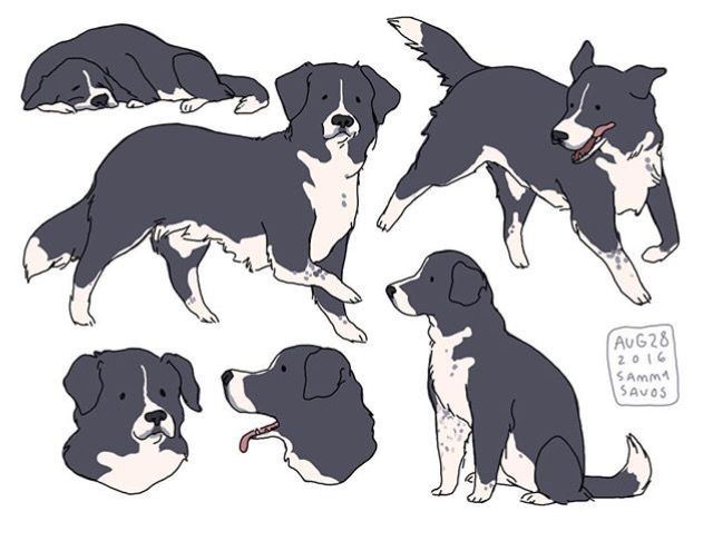 an image of dogs with different poses and expressions