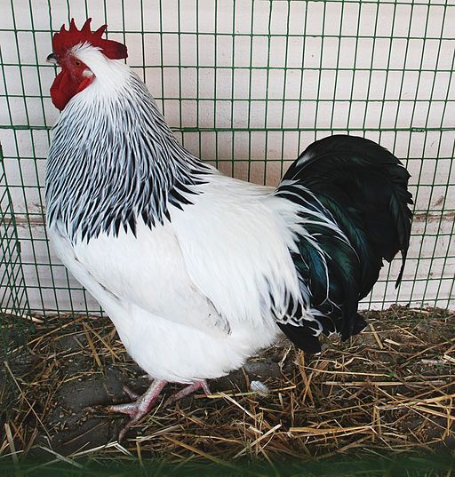 a white and black rooster standing in hay