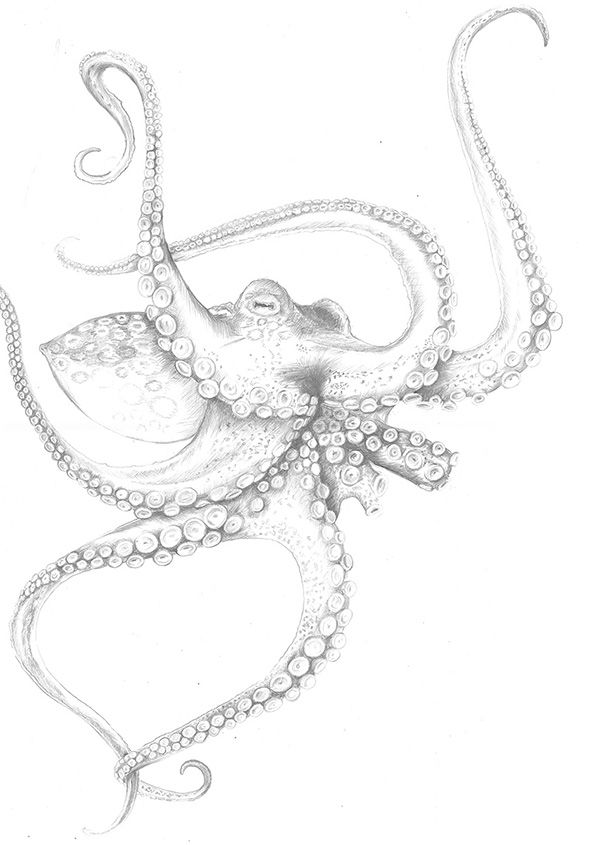 an octopus drawn in pencil on paper