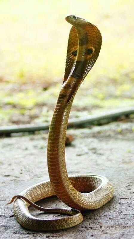 a brown and black snake on the ground