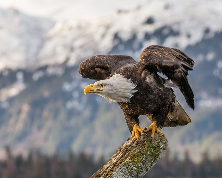 two bald eagles perched on top of each other's legs with mountains in the background