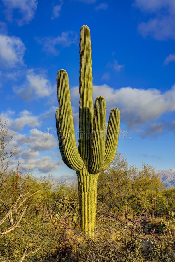 a large green cactus in the desert