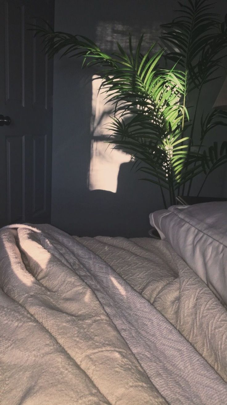 an unmade bed with a plant in the corner