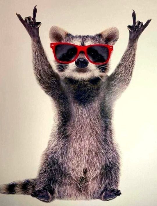 a raccoon wearing red sunglasses is jumping in the air with his hands up